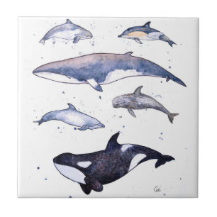 Azulejo De Cerámica Ballenas y delfínes de Escocia