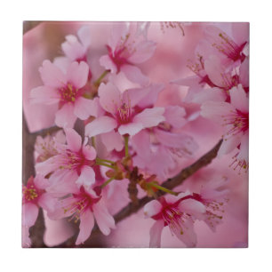 Azulejo De Cerámica Bañado en flores de cerezo japonesas rosadas