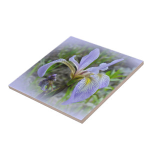 Azulejo De Cerámica Bandera azul - Iris salvaje