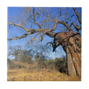 Azulejo De Cerámica Baobab (Adansonia Digitata), Parque Nacional Kruge