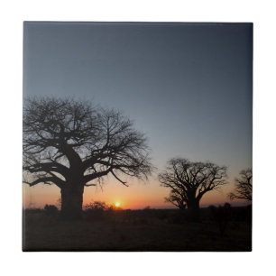 Azulejo De Cerámica Baobabs sagrados