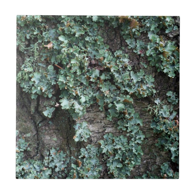 Azulejo De Cerámica Barca de árbol (Frente)