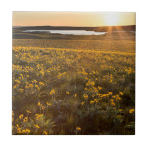 Azulejo De Cerámica Base De Arrowleaf Balsamroot Flores Silvestres