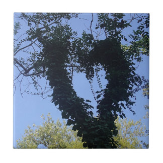 Azulejo De Cerámica Baumherz