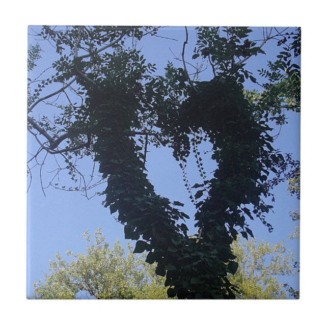 Azulejo De Cerámica Baumherz (Frente)