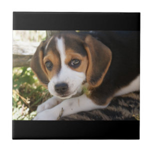 Azulejo De Cerámica Beagle del perro de perrito