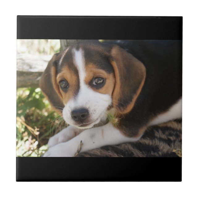 Azulejo De Cerámica Beagle del perro de perrito (Frente)