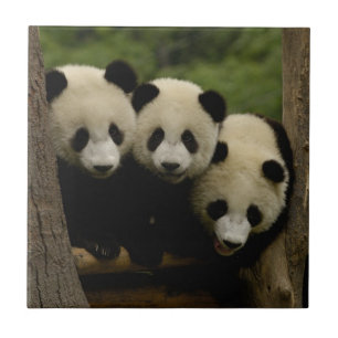 Azulejo De Cerámica bebés de panda gigante (Ailuropoda melanoleuca)