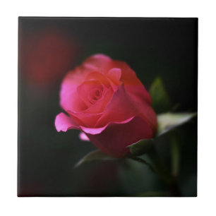 Azulejo De Cerámica Bella Rosa Roja