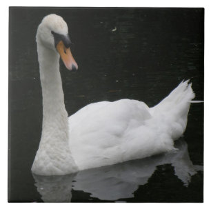 Azulejo De Cerámica Bella tela de cisne blanca
