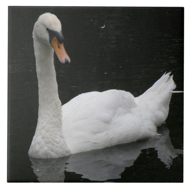 Azulejo De Cerámica Bella tela de cisne blanca (Frente)
