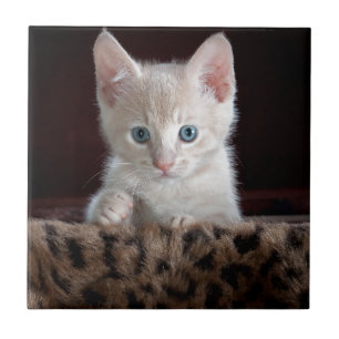 Azulejo De Cerámica Bello Gatito Súper Adorable con Ojos Hermosos