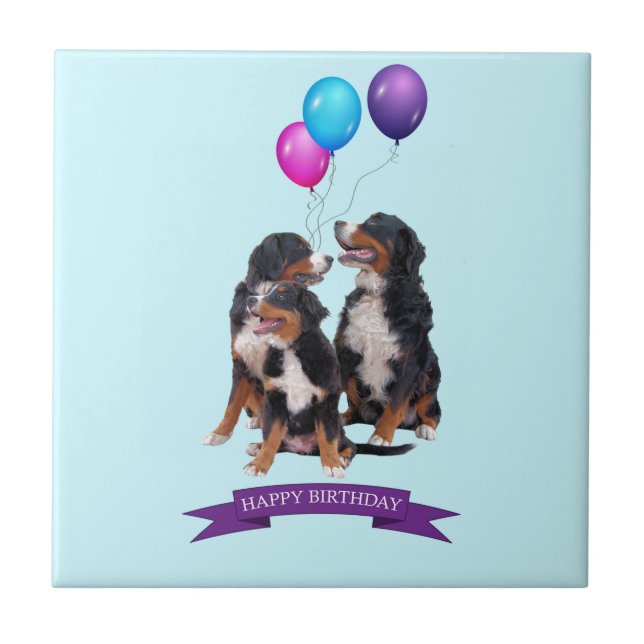 Azulejo De Cerámica Bernese Mountain Dogs Feliz cumpleaños (Frente)