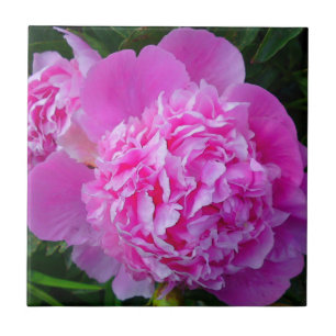 Azulejo De Cerámica Big Pink Peony Tile