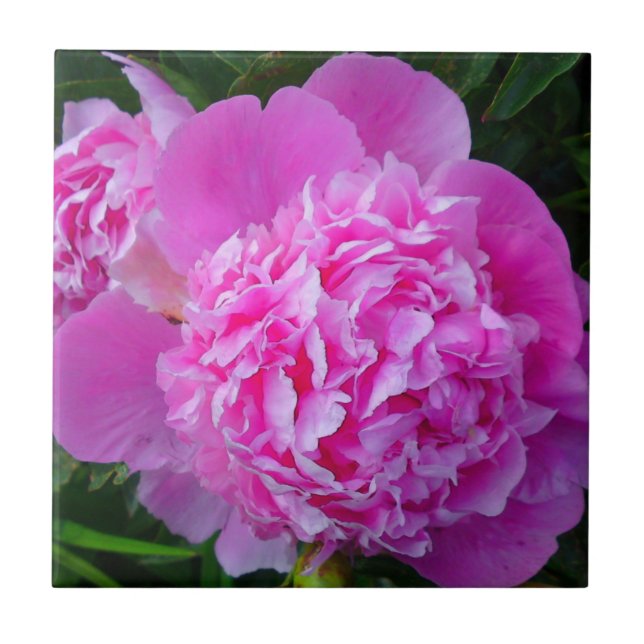 Azulejo De Cerámica Big Pink Peony Tile (Frente)