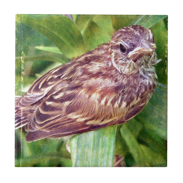 Azulejo De Cerámica Bird (Frente)