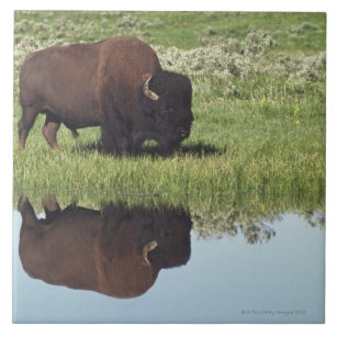 Azulejo De Cerámica Bisonte (bisonte del bisonte) en prado herboso