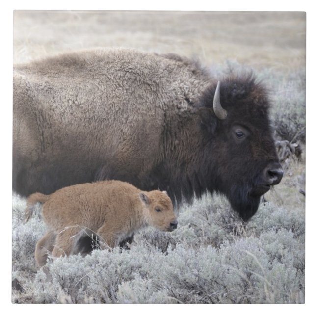 Azulejo De Cerámica Bisonte vaca y ternero, Yellowstone (Frente)