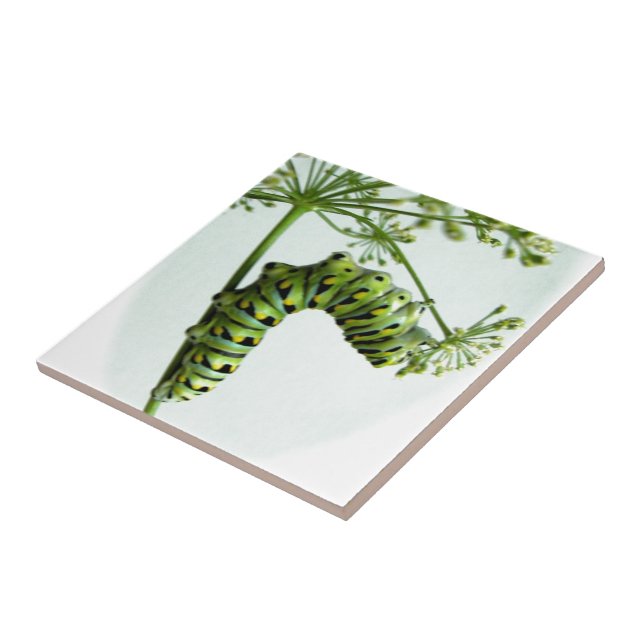 Azulejo De Cerámica Black Swallowtail Caterpillar parsante (Lado)