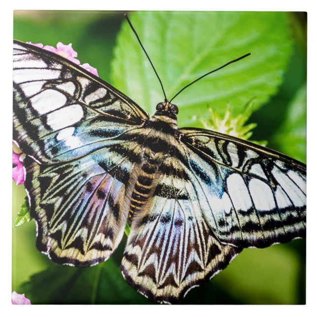 Azulejo De Cerámica Blue Clipper (Frente)