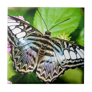 Azulejo De Cerámica Blue Clipper