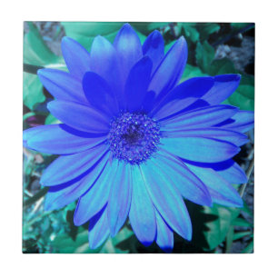Azulejo De Cerámica Blue Gerbera Daisy Tile