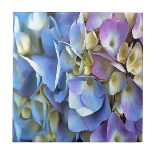 Azulejo De Cerámica Blue Hydrangea Shrub Bossom artístico