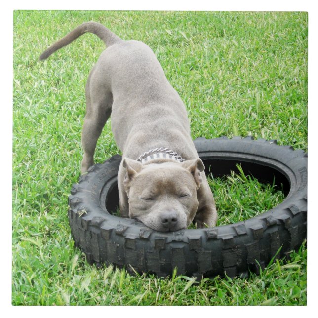 Azulejo De Cerámica Blue Young Staffordshire Bull Terrier, (Frente)