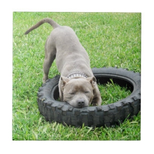 Azulejo De Cerámica Blue Young Staffordshire Bull Terrier,