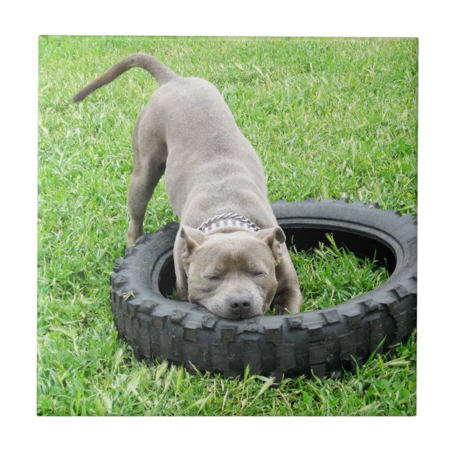 Azulejo De Cerámica Blue Young Staffordshire Bull Terrier, (Frente)