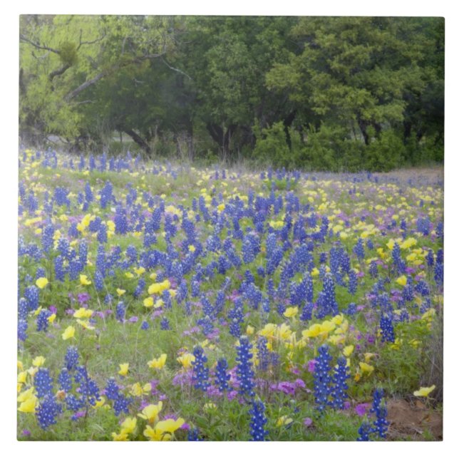 Azulejo De Cerámica Bluebonnets, primrose y phlox (Frente)