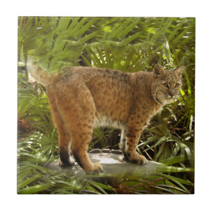 Azulejo De Cerámica BobcatBCR004