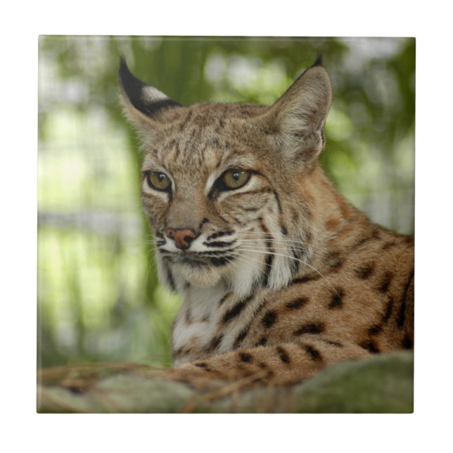 Azulejo De Cerámica BobcatBCR032 (Frente)