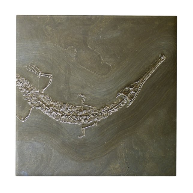 Azulejo De Cerámica Bollensis fósil de Steneosaurus del cocodrilo del (Frente)