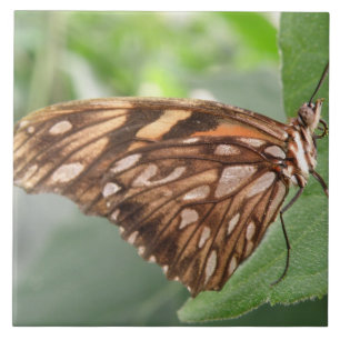 Azulejo De Cerámica Bonito Brown Butfly Tile