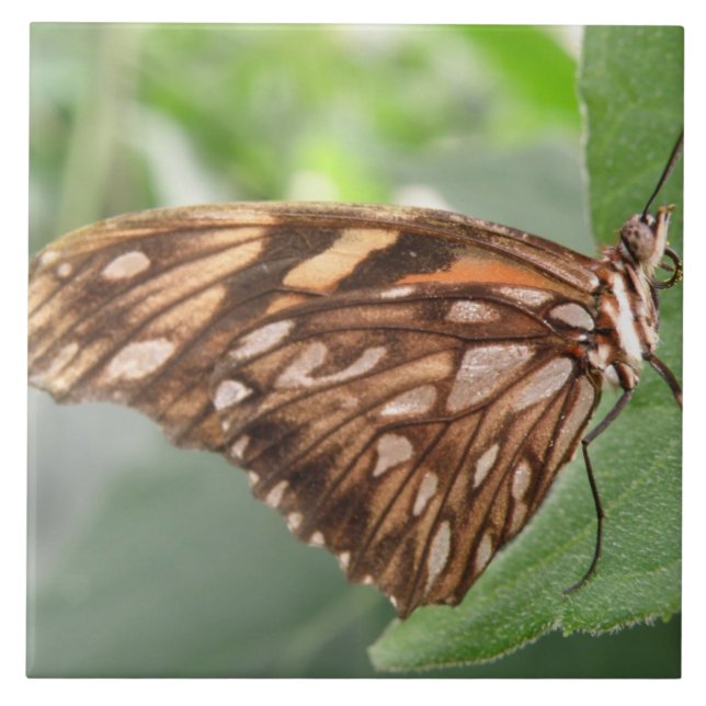 Azulejo De Cerámica Bonito Brown Butfly Tile (Frente)