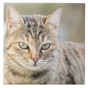 Azulejo De Cerámica Bonito gato