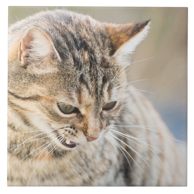 Azulejo De Cerámica Bonito gato (Frente)