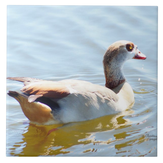 Azulejo De Cerámica Bonito pato tropical Tile (Frente)
