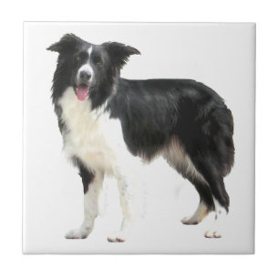 Azulejo De Cerámica Border Collie (de pie)