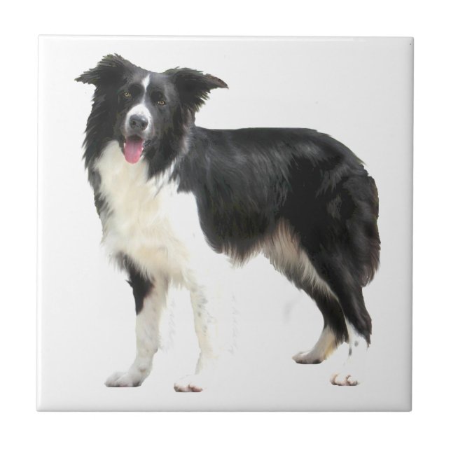 Azulejo De Cerámica Border Collie (de pie) (Frente)