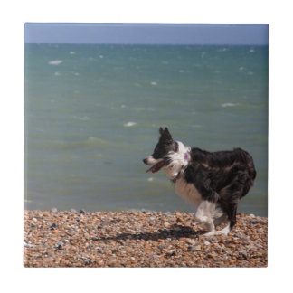 Azulejo De Cerámica Border collie en la playa