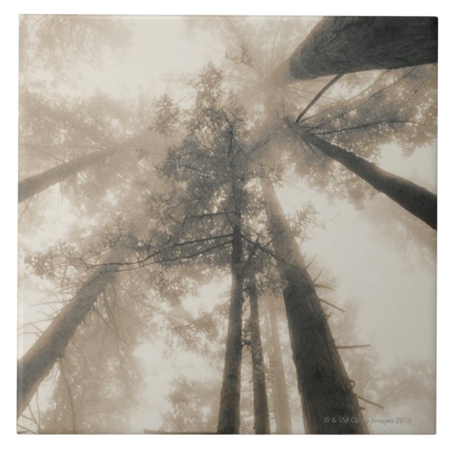 Azulejo De Cerámica Bosque de la secoya, California septentrional (Frente)