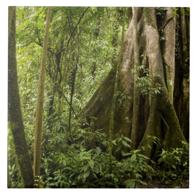 Azulejo De Cerámica Bosque nuboso, Bosque de Paz, Costa Rica (Frente)