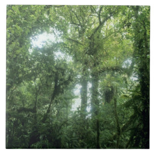 Azulejo De Cerámica Bosque Nuboso Monteverde, Costa Rica.