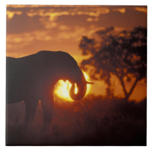 Azulejo De Cerámica Botsuana, Parque Nacional Chobe, Elefante de Toro