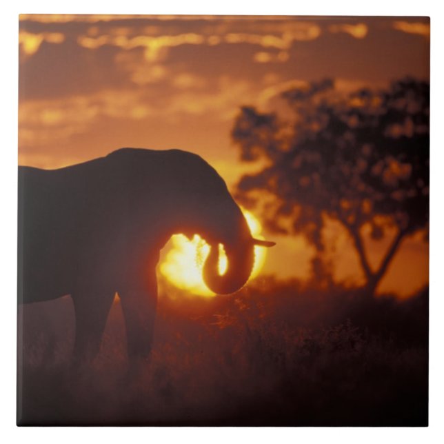 Azulejo De Cerámica Botsuana, Parque Nacional Chobe, Elefante de Toro (Frente)