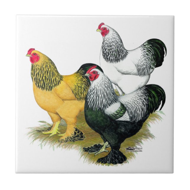Azulejo De Cerámica Brahmas Tres Roosters (Frente)