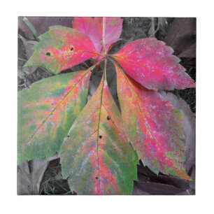 Azulejo De Cerámica Brillantez entre el gris - hoja del otoño