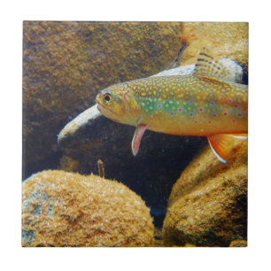 Azulejo De Cerámica Brook Trout